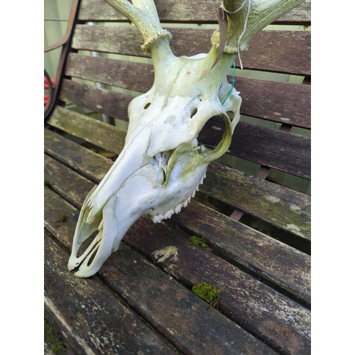 20 - Deer skull with both antlers complete.