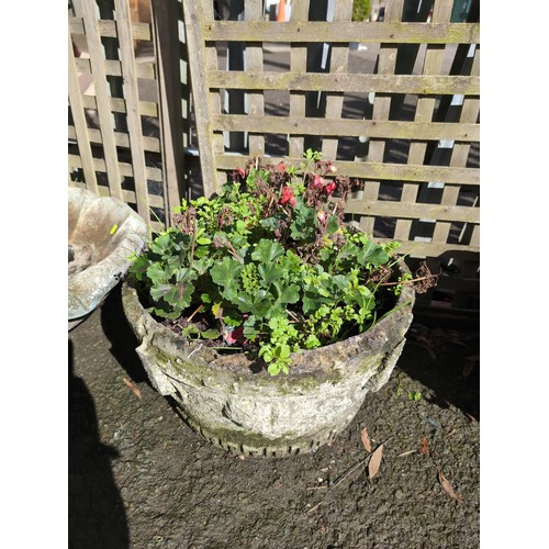 13 - Concrete planter with contents. 