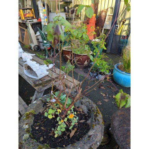 703 - Concrete garden urn with rose contents. H53cm