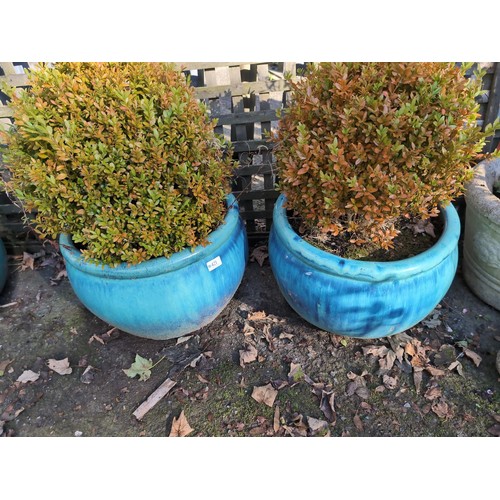 421 - Pair of large blue planters with contents. Diameter 45cm each.