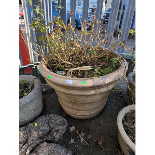 424 - Large terracotta planter. H55cm Diameter 64cm. With contents inc. Buddleia.