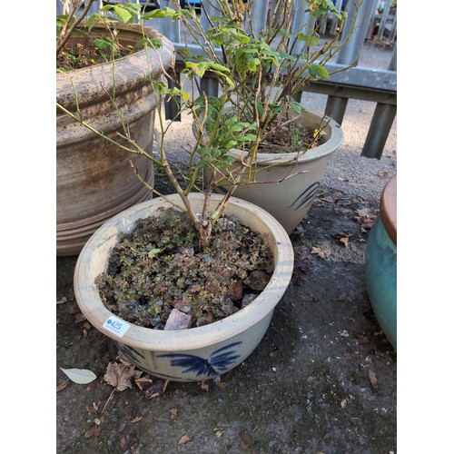 425 - 2 pale blue planters, each with a rose bush. 1 x Diameter 38cm H33cm. 1 x Diameter 38cm H25cm.