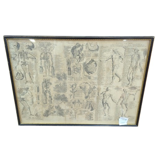 593 - Antiquarian anatomy chart, '1741' in pencil lower right, framed 54.5 x 40.5cm