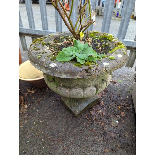 334 - Concrete garden urn with rose contents. H53cm