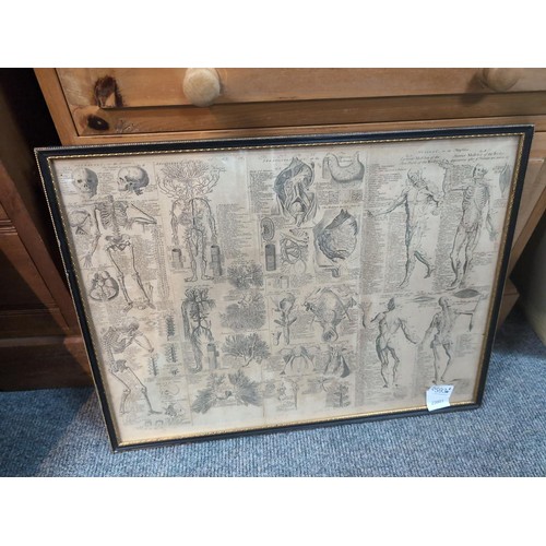 593 - Antiquarian anatomy chart, '1741' in pencil lower right, framed 54.5 x 40.5cm