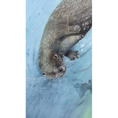 257 - Robin Armstrong, original watercolour of a swimming otter, signed lower left, framed 60 x 78cm.