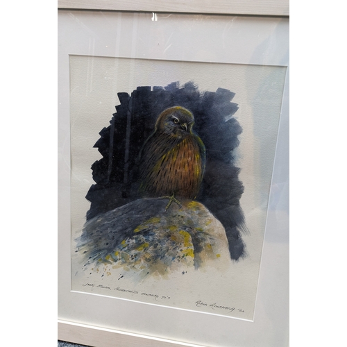 258 - Robin Armstrong, watercolour of a young Merlin Falcon, signed lower right and dated '20, framed 48 x... 