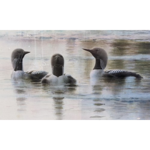 227 - Lars Jonsson (Swedish, b.1952), limited edition print print of Black Throated Loons 240/310, signed ... 