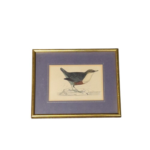 244 - Five various framed 19th century ornithological coloured prints, largest including frame 31 x 28cm.