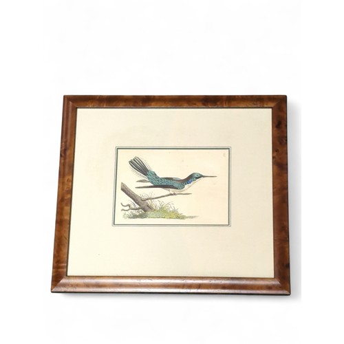 244 - Five various framed 19th century ornithological coloured prints, largest including frame 31 x 28cm.