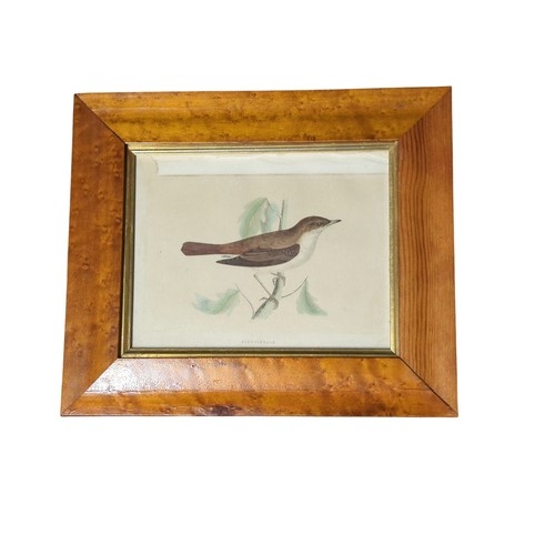 244 - Five various framed 19th century ornithological coloured prints, largest including frame 31 x 28cm.