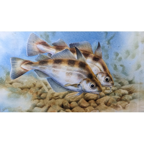 251 - Michael J Loates (b.1947, British) fish watercolour, signed lower right, framed 45.5 x 38.5cm.