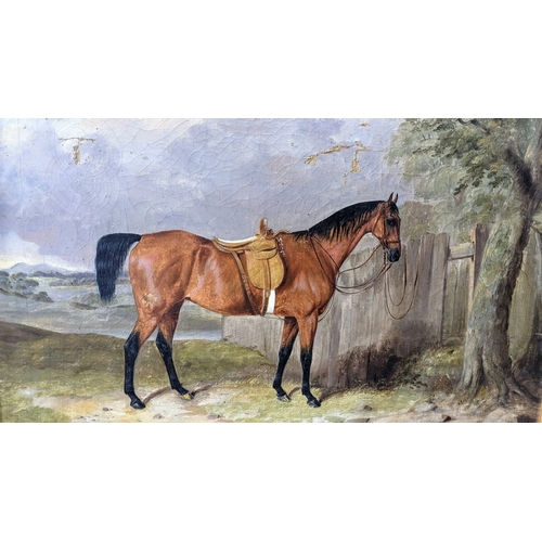 265 - C19th oil study of a bay horse, unsigned, framed 79.5 x 67cm. With several areas of damage and wear ... 