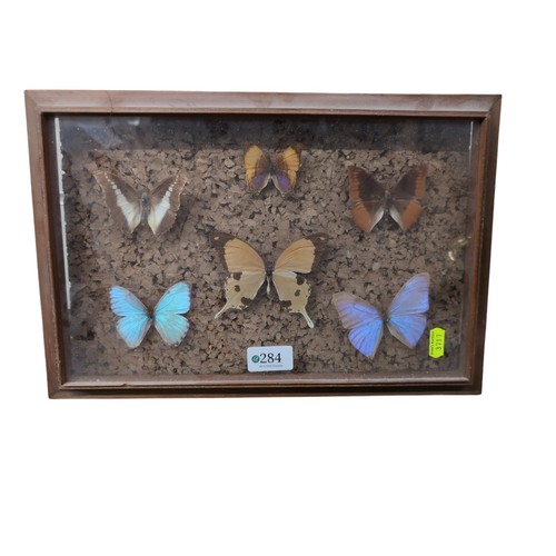 284 - Framed butterfly montage on cork, 38 x 26cm