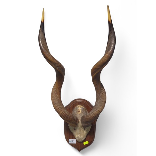 613 - Kudu antelope horns on skull cap mounted on oak plaque, height approx. 66cm