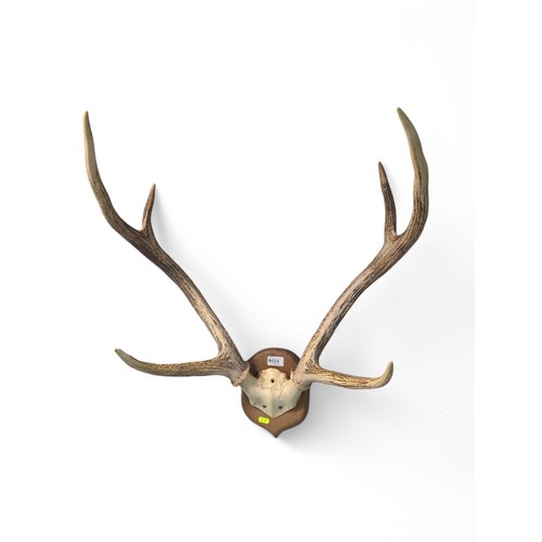 614 - Mounted deer antlers on skull cap mounted on an oak plaque, length approx. 66cm