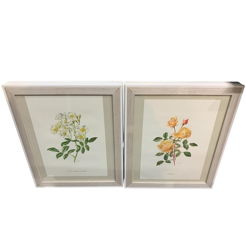 623 - Eight framed botanical prints of roses by Anne Marie Trechslin, framed 47.5 x 58cm