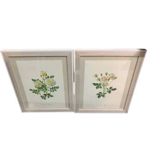 623 - Eight framed botanical prints of roses by Anne Marie Trechslin, framed 47.5 x 58cm