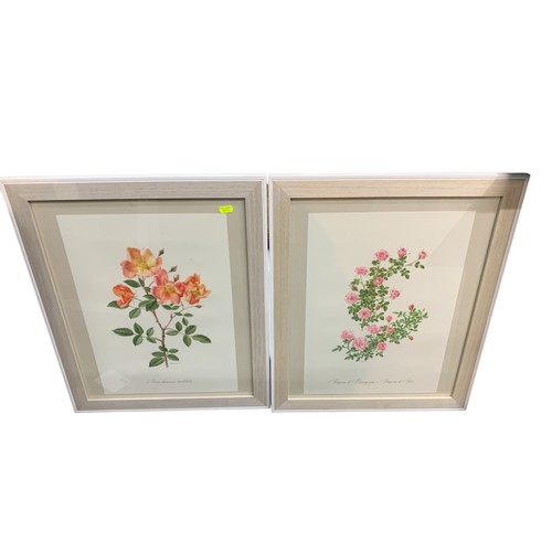 623 - Eight framed botanical prints of roses by Anne Marie Trechslin, framed 47.5 x 58cm