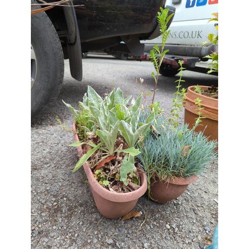 53 - 2 x plastic planters with shrub contents. W49cm H16cm.&nbsp;