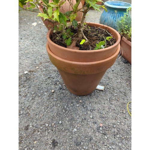 54 - 2 x terracotta pots, currently stuck together! 1 with holly contents. Overall pot height (currently)... 