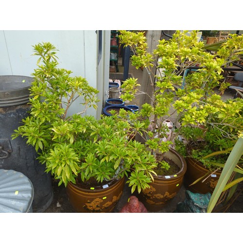 Lot 8         