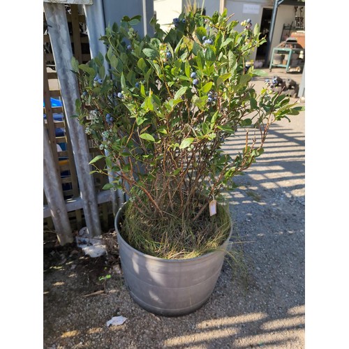 Lot 30        
