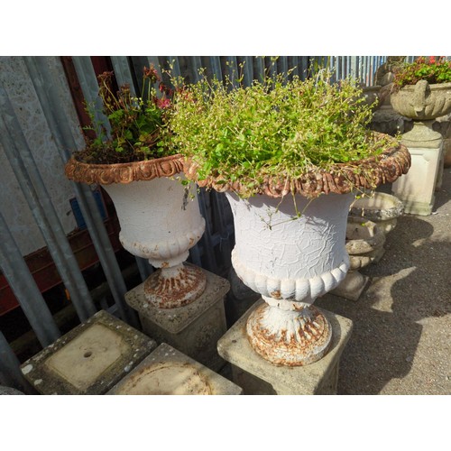 Pair of white-painted cast iron urns with contents. Dia 54cm H60cm.