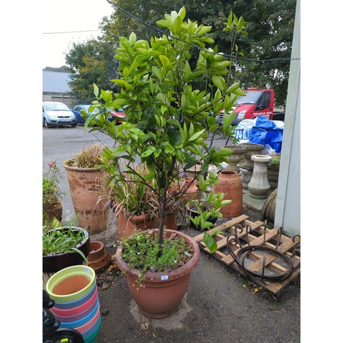 Lemon tree in plastic pot. Overall H173cm.