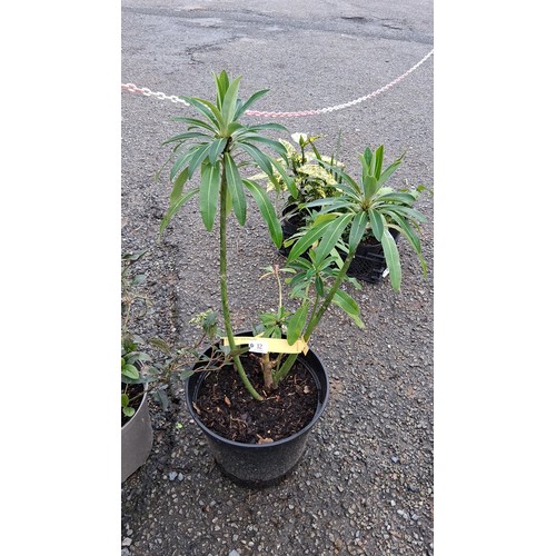 12 - A potted Euphorbia shrub, with multiple upright stems and lanceolate foliage, in a black plastic nur... 