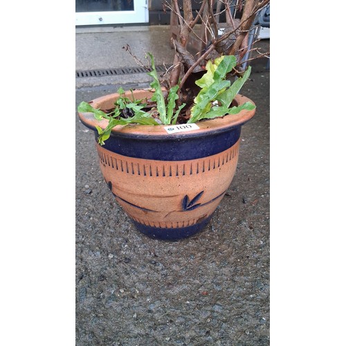 100 - A terracotta planter with cobalt-blue banded decoration, planted with a small leafless shrub and mix... 
