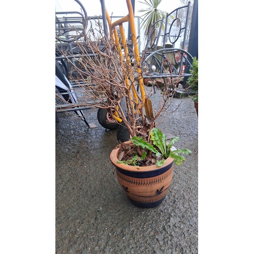 100 - A terracotta planter with cobalt-blue banded decoration, planted with a small leafless shrub and mix... 