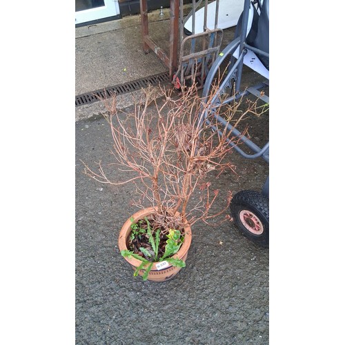 100 - A terracotta planter with cobalt-blue banded decoration, planted with a small leafless shrub and mix... 