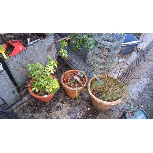 67 - Set of three plastic garden pots, each containing shrubs and grasses.