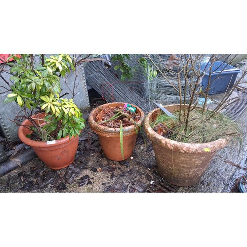 67 - Set of three plastic garden pots, each containing shrubs and grasses.