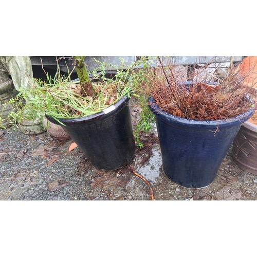 80 - Pair of large glazed ceramic garden planters, one dark blue and one cobalt blue, each planted with s... 