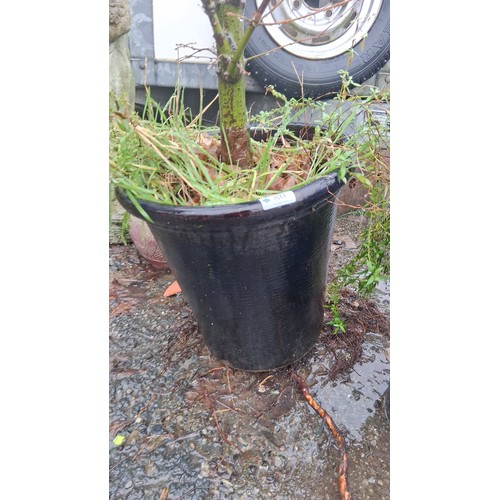 80 - Pair of large glazed ceramic garden planters, one dark blue and one cobalt blue, each planted with s... 