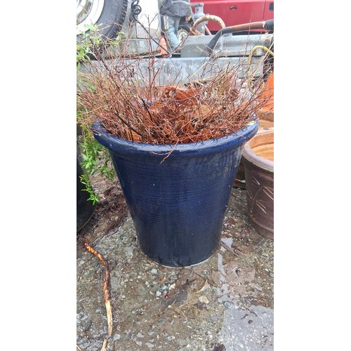 80 - Pair of large glazed ceramic garden planters, one dark blue and one cobalt blue, each planted with s... 