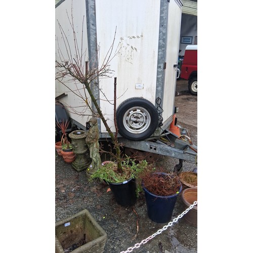 80 - Pair of large glazed ceramic garden planters, one dark blue and one cobalt blue, each planted with s... 