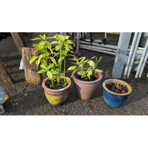 Lot 184       