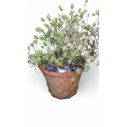 A large terracotta planter of tapering form with moulded basketweave decoration, planted with a variegated evergreen shrub and slate chippings.