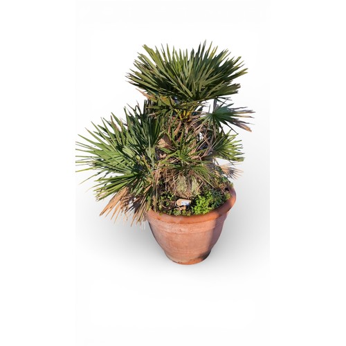 A potted fan palm (Chamaerops-type), with multi-stem crown and radial fronds, planted in a large terracotta planter with Greek-key band to the rim.