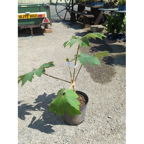 14 - Potted Tetrapanax rex in a black plastic nursery pot.