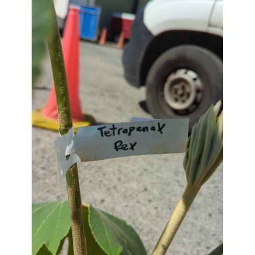 14 - Potted Tetrapanax rex in a black plastic nursery pot.