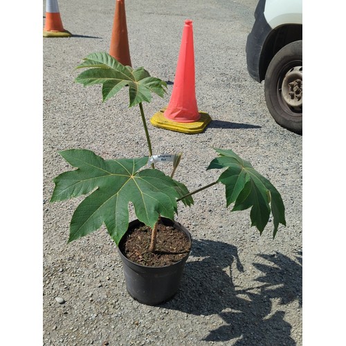 14 - Potted Tetrapanax rex in a black plastic nursery pot.