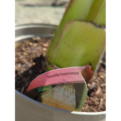 15 - Potted banana plant (Musella lasiocarpa) in a grey plastic nursery pot.