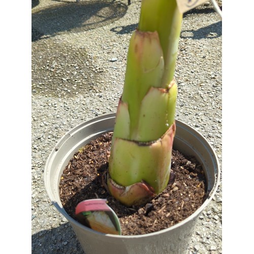 15 - Potted banana plant (Musella lasiocarpa) in a grey plastic nursery pot.
