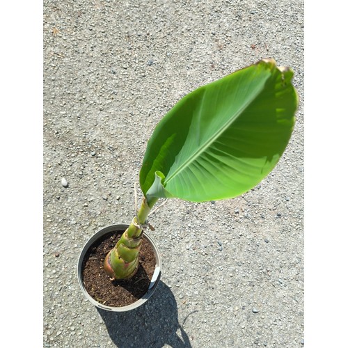 15 - Potted banana plant (Musella lasiocarpa) in a grey plastic nursery pot.