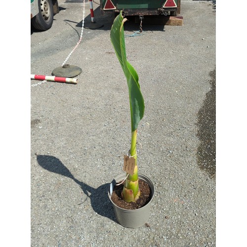 15 - Potted banana plant (Musella lasiocarpa) in a grey plastic nursery pot.