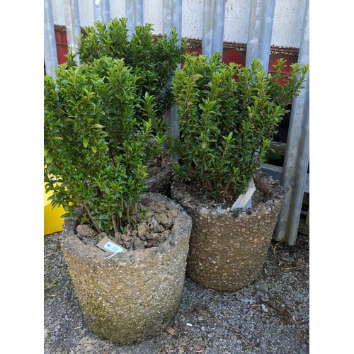 22 - A group of 3 planted pebble-dashed concrete garden planters, each of tapering cylindrical form, cont... 